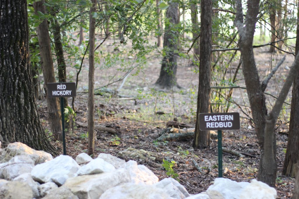 trees along hiking trails in branson mo