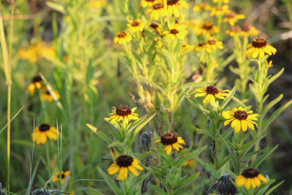 wildflowers at the ruth and paul henning trail